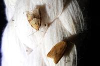 Clepsis consimilana