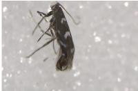 Parectopa robiniella