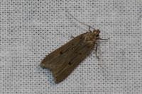 Acompsia