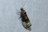 Hedya nubiferana