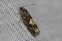 Epinotia immundana