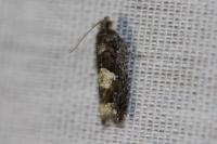 Epinotia immundana