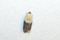 Acleris variegana