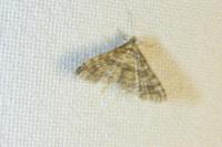 Alucita