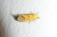 Agapeta hamana