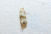 Phalonidia contractana