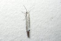 Yponomeuta sedella