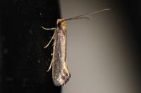 Monopis imella