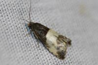 Notocelia cynosbatella