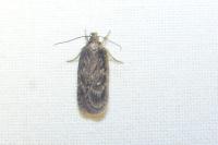 Depressaria albipunctella