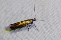 Coleophora alcyonipennella