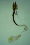 Coleophora alcyonipennella