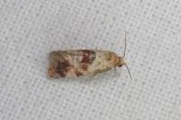 Neocochylis millierana