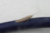 Coleophora