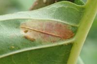 Phyllonorycter rajella