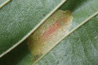 Phyllonorycter klemannella