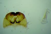Cephimallota crassiflavella
