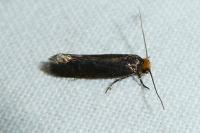 Cephimallota crassiflavella