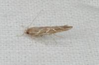 Pyroderces argyrogrammos
