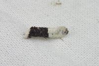 Trichophaga bipartitella