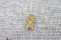 Clepsis pallidana