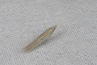 Coleophora