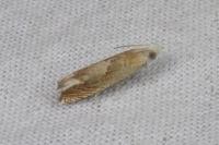 Eucosma conterminana