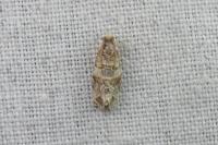 Lobesia botrana