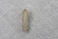 Metzneria metzneriella
