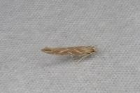 Pyroderces argyrogrammos