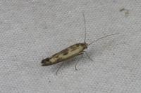 Scythris limbella