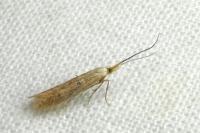Coleophora salicorniae