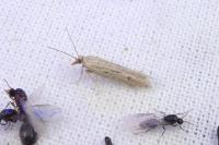 Holcopogon bubulcellus