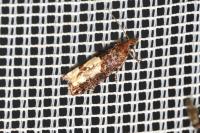 Epinotia trigonella