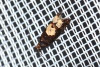 Epinotia trigonella