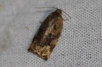 Archips xylosteana