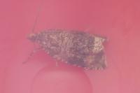 Celypha lacunana