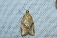 Clepsis consimilana
