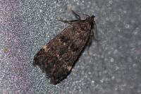 Dichomeris alacella