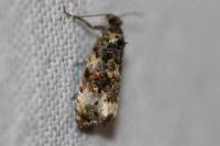 Endothenia gr. gentianaeana