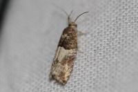 Gypsonoma aceriana