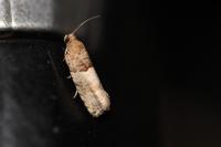 Gypsonoma aceriana