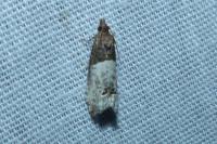 Notocelia roborana