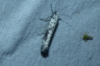 Yponomeuta irrorella