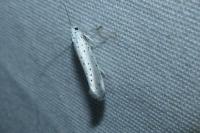Yponomeuta rorrella