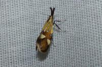 Alabonia geoffrella