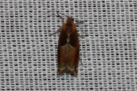 Ancylis mitterbacheriana