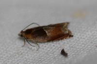 Ancylis mitterbacheriana