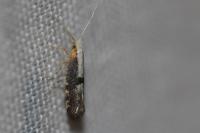 Argyresthia spinosella