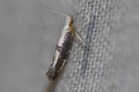 Argyresthia spinosella